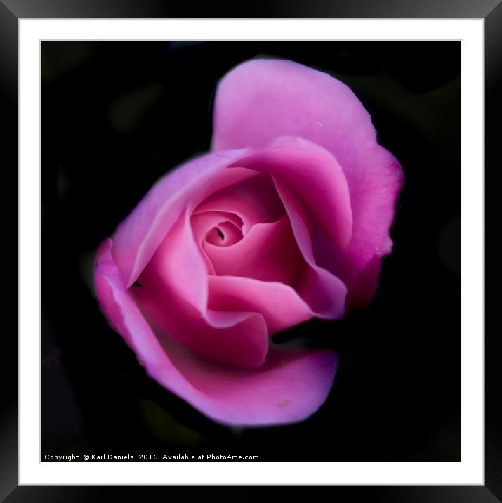 Pink Rose On Black Framed Mounted Print by Karl Daniels