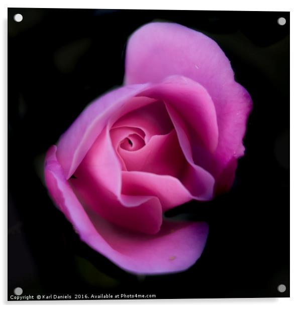 Pink Rose On Black Acrylic by Karl Daniels