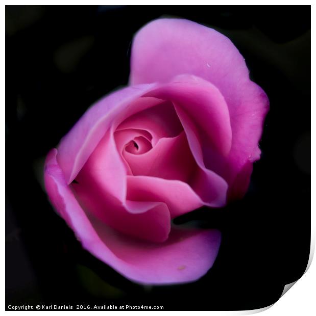 Pink Rose On Black Print by Karl Daniels