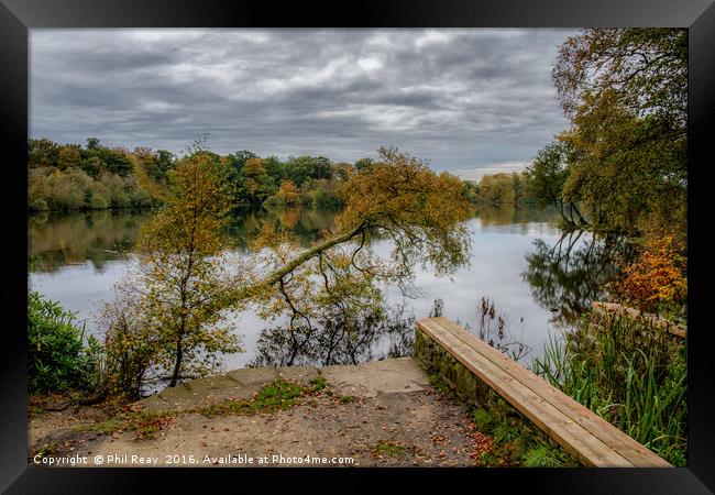 Autumn at Bolam lake Framed Print by Phil Reay