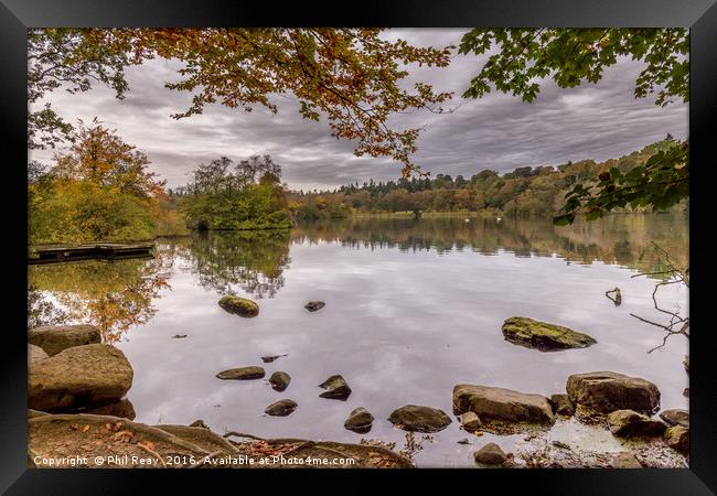 Autumn at Bolam lake Framed Print by Phil Reay