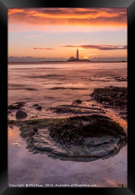 St Mary`s lighthouse at sunrise Framed Print by Phil Reay