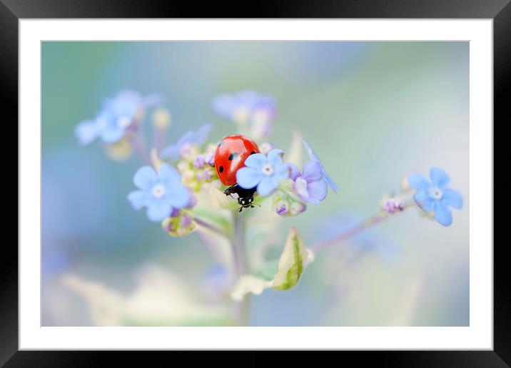 7-spot Ladybird on Forget-me-not flowers Framed Mounted Print by Jacky Parker