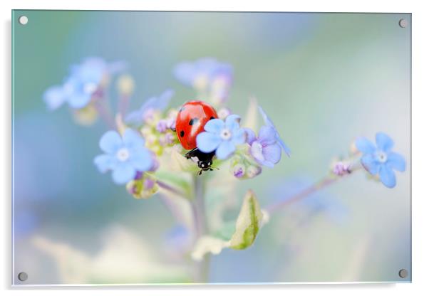 7-spot Ladybird on Forget-me-not flowers Acrylic by Jacky Parker