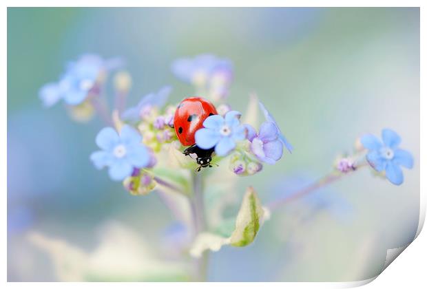 7-spot Ladybird on Forget-me-not flowers Print by Jacky Parker