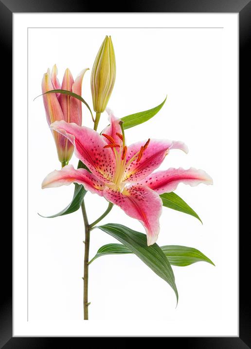 Pink 'Stargazer' Lily flower Framed Mounted Print by Jacky Parker