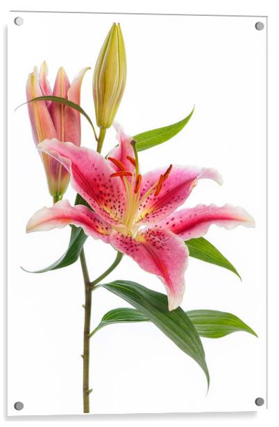 Pink 'Stargazer' Lily flower Acrylic by Jacky Parker