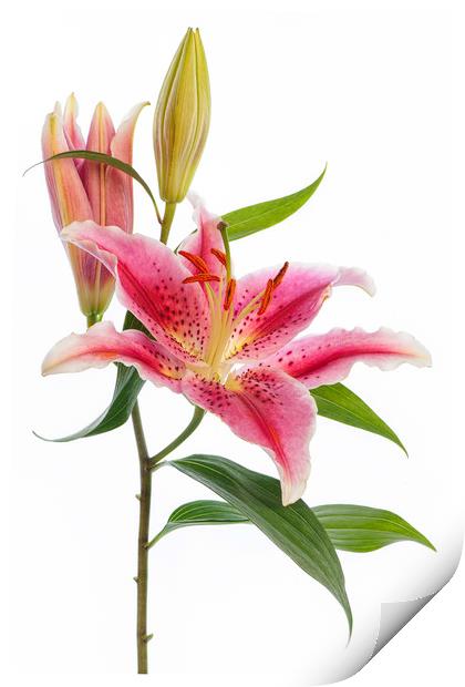 Pink 'Stargazer' Lily flower Print by Jacky Parker