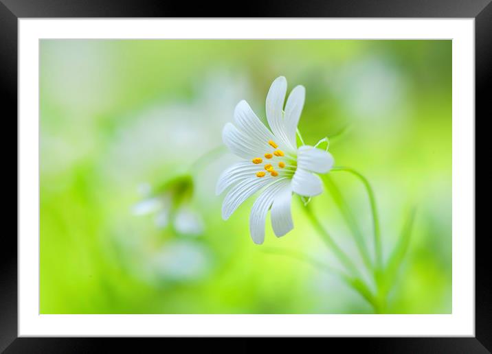 Greater Stitchwort white spring flowers Framed Mounted Print by Jacky Parker