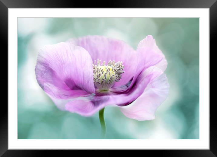 Purple Opium Poppy Framed Mounted Print by Jacky Parker