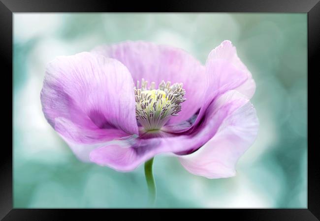 Purple Opium Poppy Framed Print by Jacky Parker