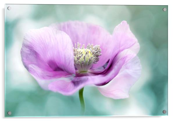 Purple Opium Poppy Acrylic by Jacky Parker
