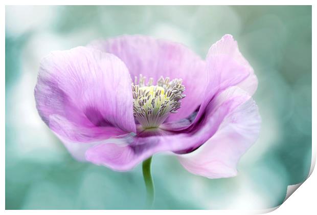 Purple Opium Poppy Print by Jacky Parker