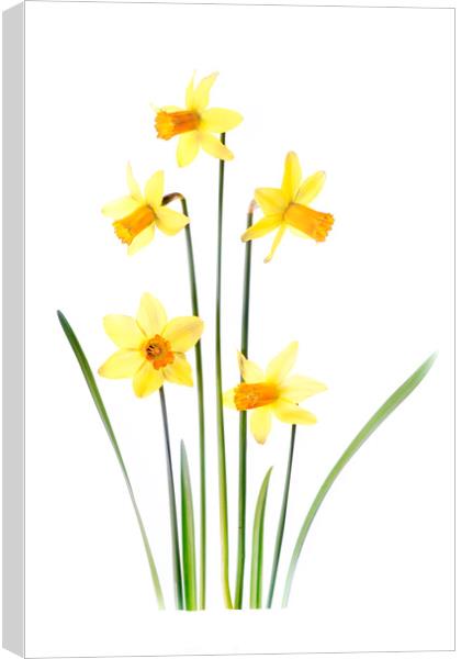 Yellow Spring Daffodils Canvas Print by Jacky Parker