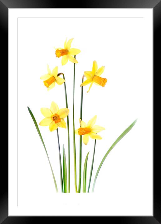 Yellow Spring Daffodils Framed Mounted Print by Jacky Parker