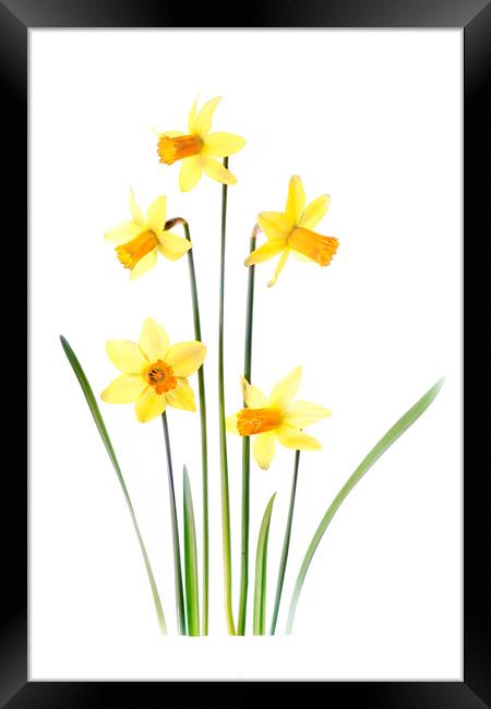 Yellow Spring Daffodils Framed Print by Jacky Parker