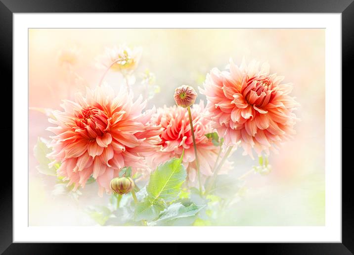 Dahlia 'Fairway Spur'  Framed Mounted Print by Jacky Parker