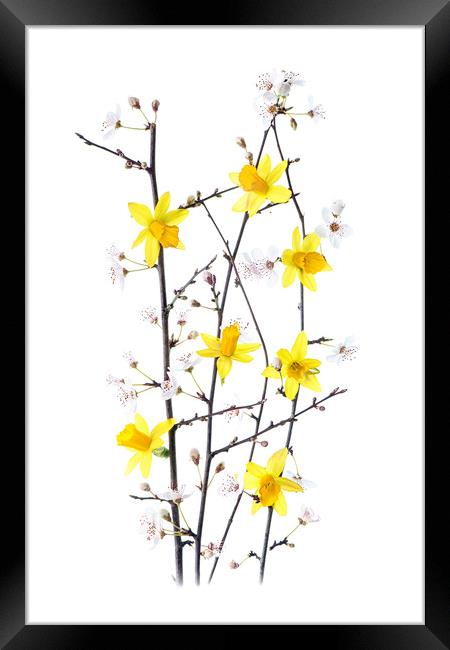 Daffodils and cherry blossom Framed Print by Jacky Parker