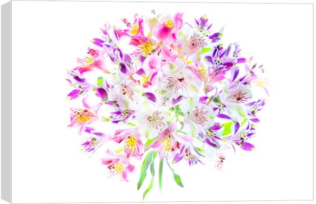 Colourful Peruvian Lilies Canvas Print by Jacky Parker