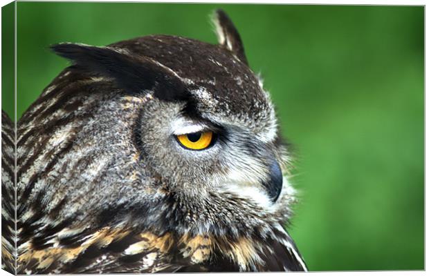 Eagle Owl 3 Canvas Print by Chris Day