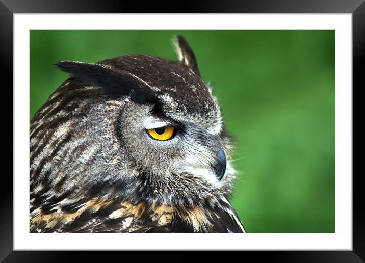 Eagle Owl 3 Framed Mounted Print by Chris Day