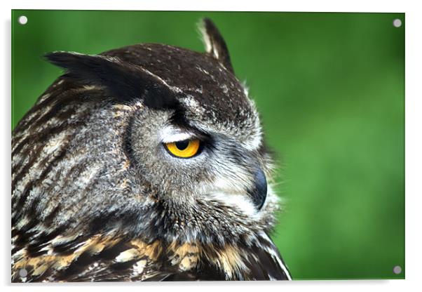 Eagle Owl 3 Acrylic by Chris Day
