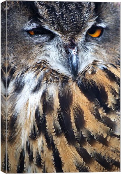 Eagle Owl Canvas Print by Chris Day