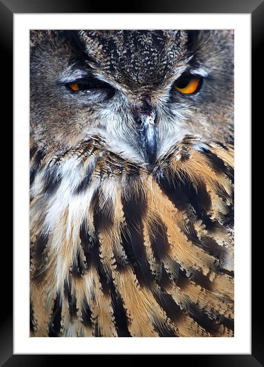 Eagle Owl Framed Mounted Print by Chris Day