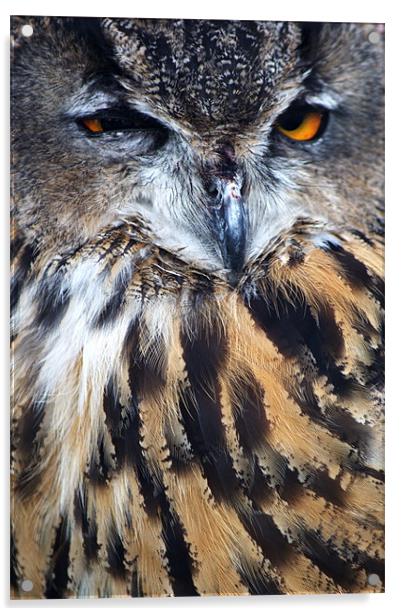 Eagle Owl Acrylic by Chris Day
