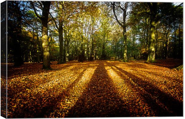 Autumnal gold Canvas Print by Tom Hibberd