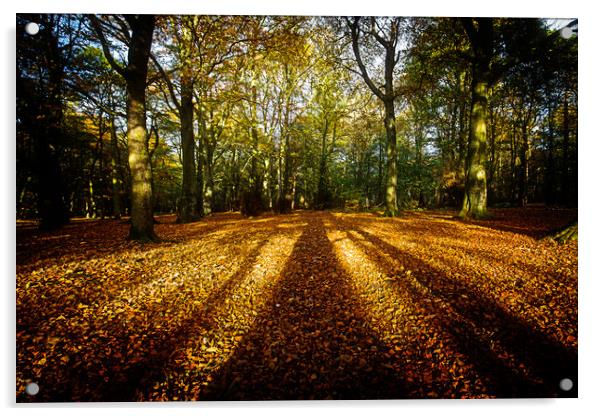 Autumnal gold Acrylic by Tom Hibberd