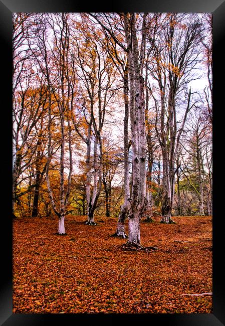 Autumn Trees in Cawdor Woods Framed Print by Jacqi Elmslie