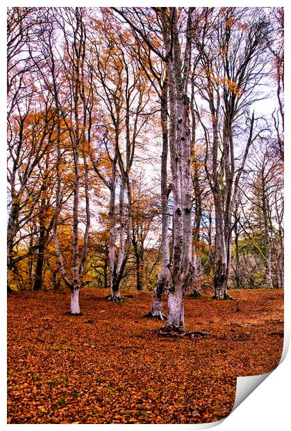 Autumn Trees in Cawdor Woods Print by Jacqi Elmslie