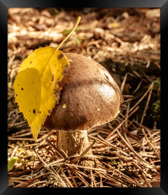 Birch bolete Framed Print by Svetlana Korneliuk