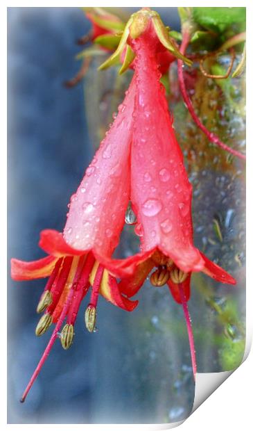 droplets Print by sue davies