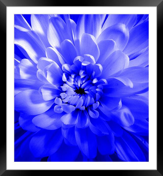 Dahlia - Blue Glow Framed Mounted Print by Donna Collett