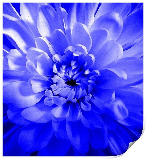 Dahlia - Blue Glow Print by Donna Collett