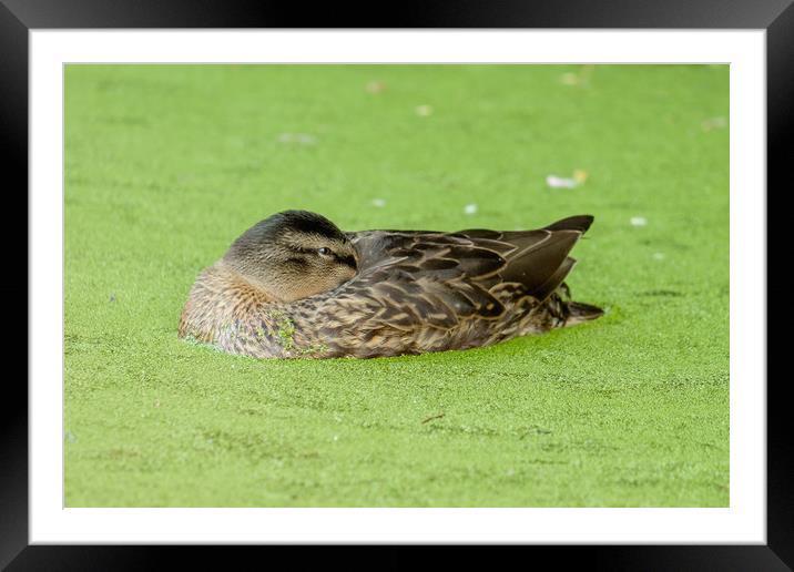 Duck resting Framed Mounted Print by Ranko Dokmanovic