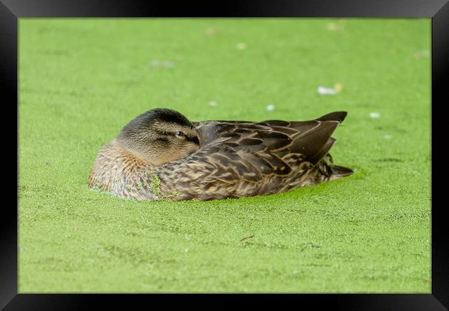 Duck resting Framed Print by Ranko Dokmanovic