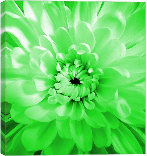 Dahlia - Green Glow Canvas Print by Donna Collett
