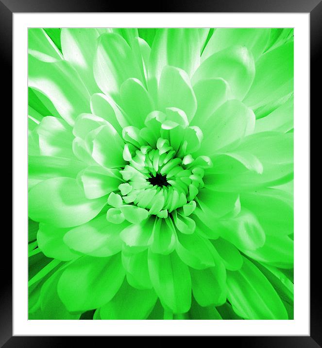 Dahlia - Green Glow Framed Mounted Print by Donna Collett