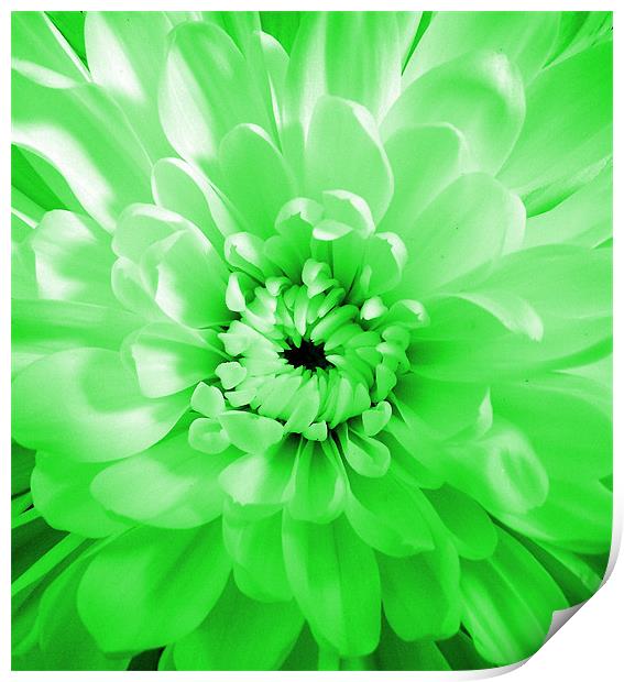 Dahlia - Green Glow Print by Donna Collett