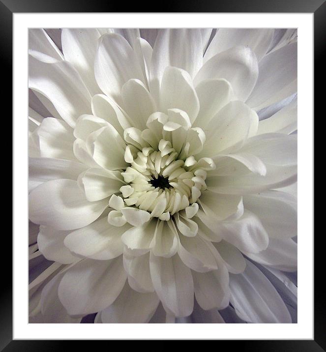 White Dahlia Framed Mounted Print by Donna Collett