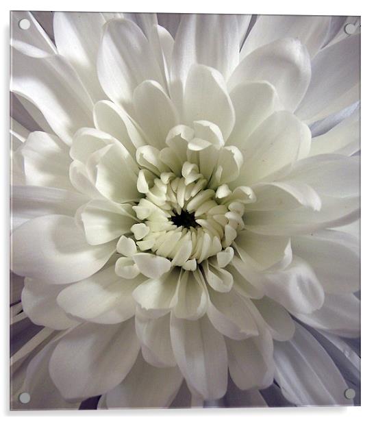 White Dahlia Acrylic by Donna Collett