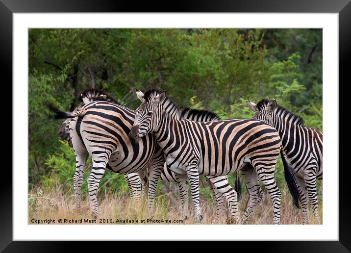 Stripes Framed Mounted Print by Richard West