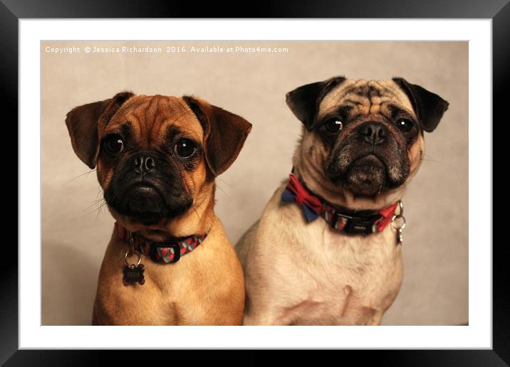 Two Beautiful Posing Pug Dogs Framed Mounted Print by Jessica Richardson