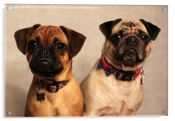 Two Beautiful Posing Pug Dogs Acrylic by Jessica Richardson