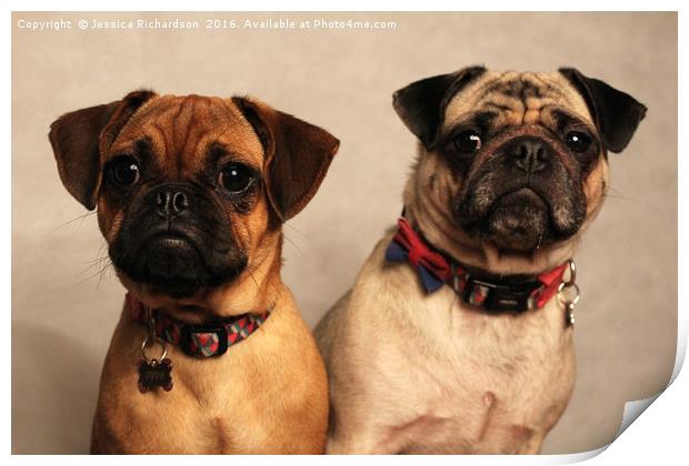 Two Beautiful Posing Pug Dogs Print by Jessica Richardson