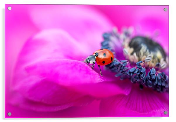 Ladybird on Anemone flower Acrylic by Jacky Parker