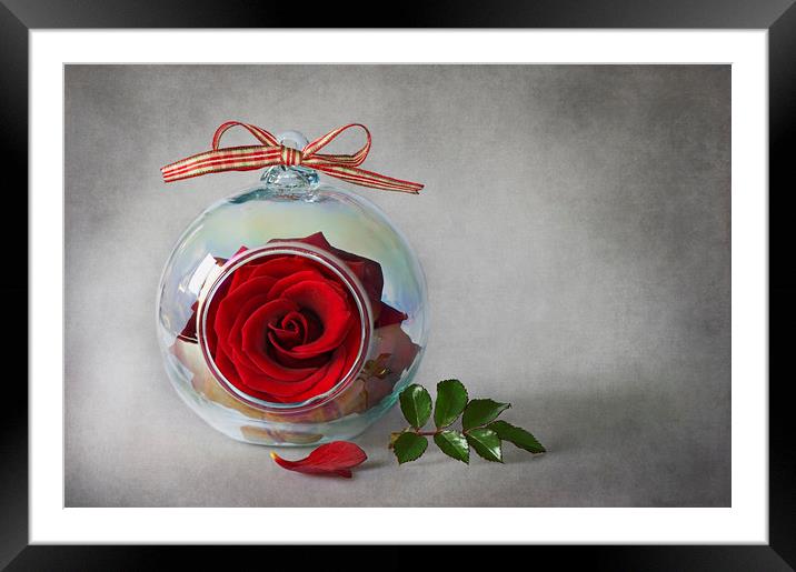Single Red Rose Framed Mounted Print by Jacky Parker